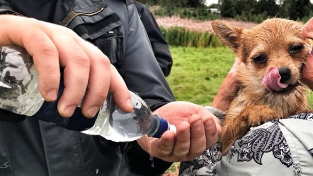 Dog stuck underground