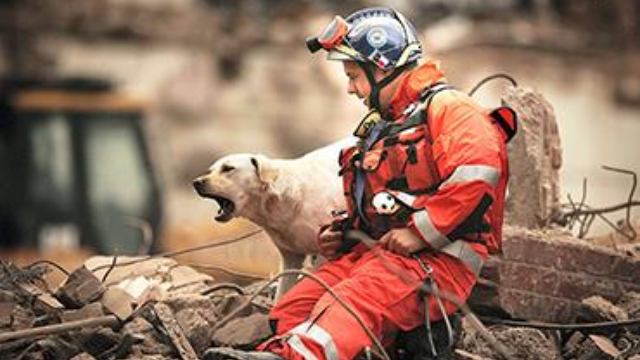 fire rescue dog