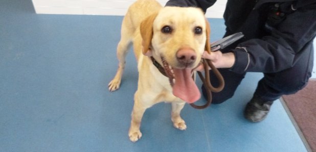 Millie at the RSPCA