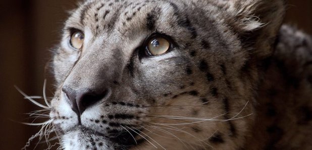 Snow Leopard Dudley Zoo Margaash