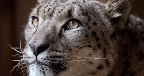 Snow Leopard Dudley Zoo Margaash 