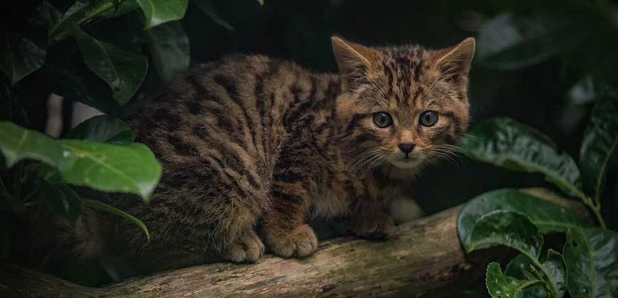 chester wildcat