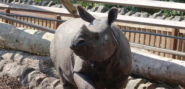 edinburgh zoo rhino