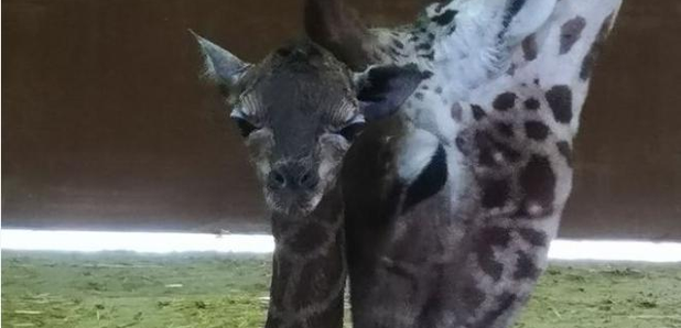 giraffe at Flamingo Land
