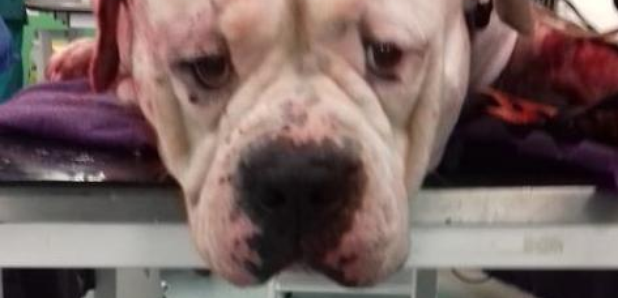 Dog stabbed in Edinburgh
