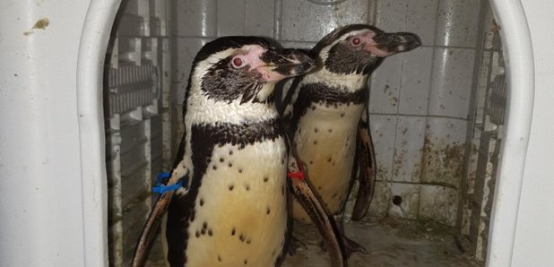 Stolen Penguins found in Nottinghamshire