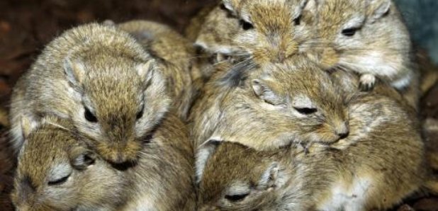Gerbils