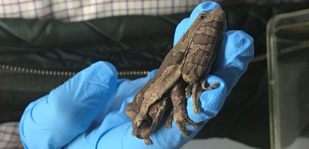 Costa Rica tree frog Nottingham