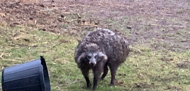 Racoon Dog