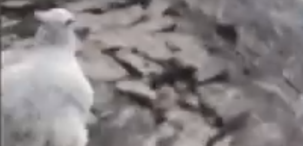 Sheep stealing Derbyshire