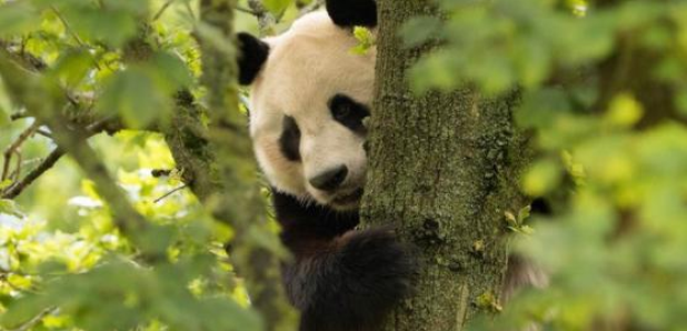 Panda edinburgh zoo new tree