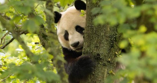 Panda edinburgh zoo new tree