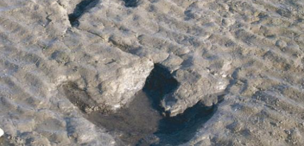 Dinosaur footprint shetland